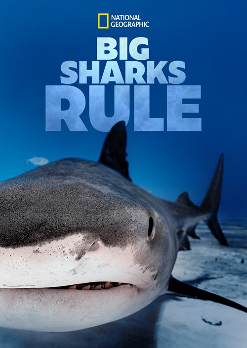 [大鲨鱼统治 Big Sharks Rule][全01集][英语中字]