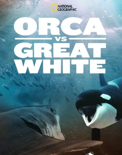 2021美国纪录片《虎鲸对上大白鲨》BD1080P.中字